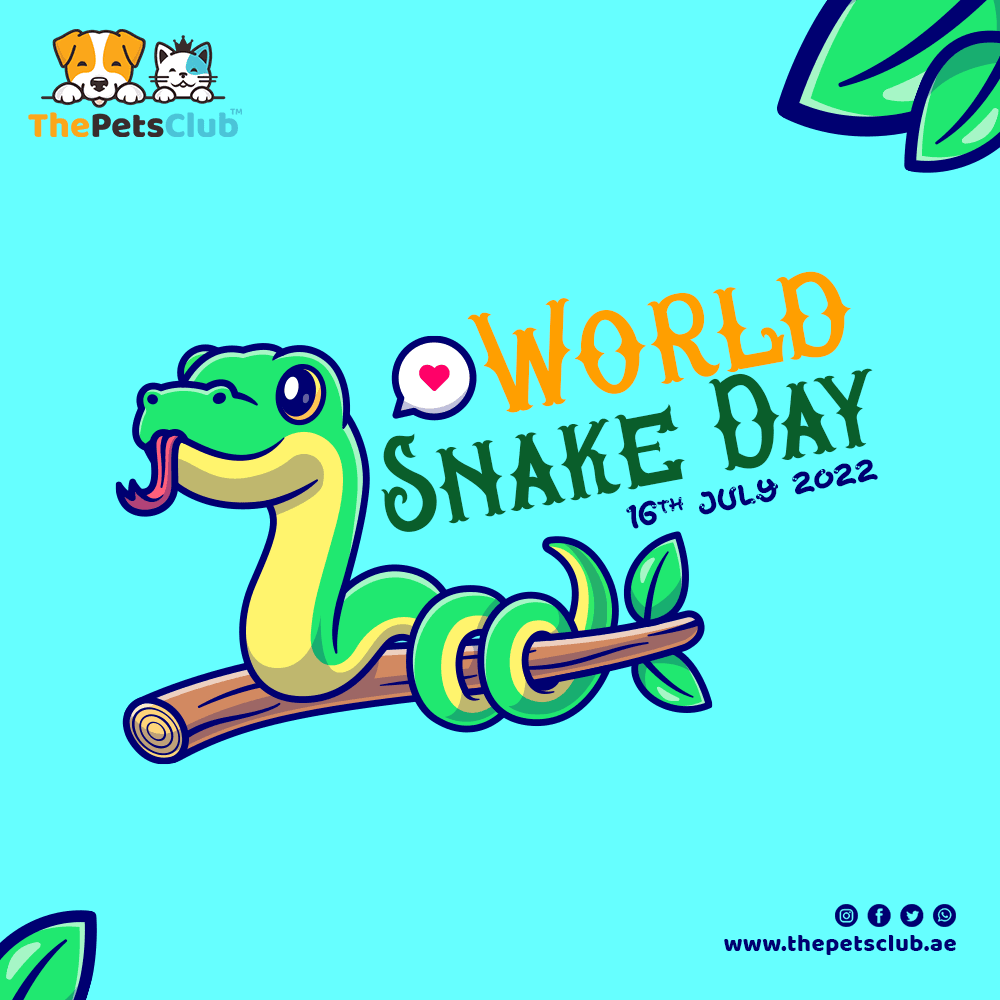 3. Content Strategy & Layout